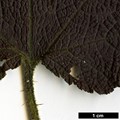 SpeciesSub: var. purpurascens